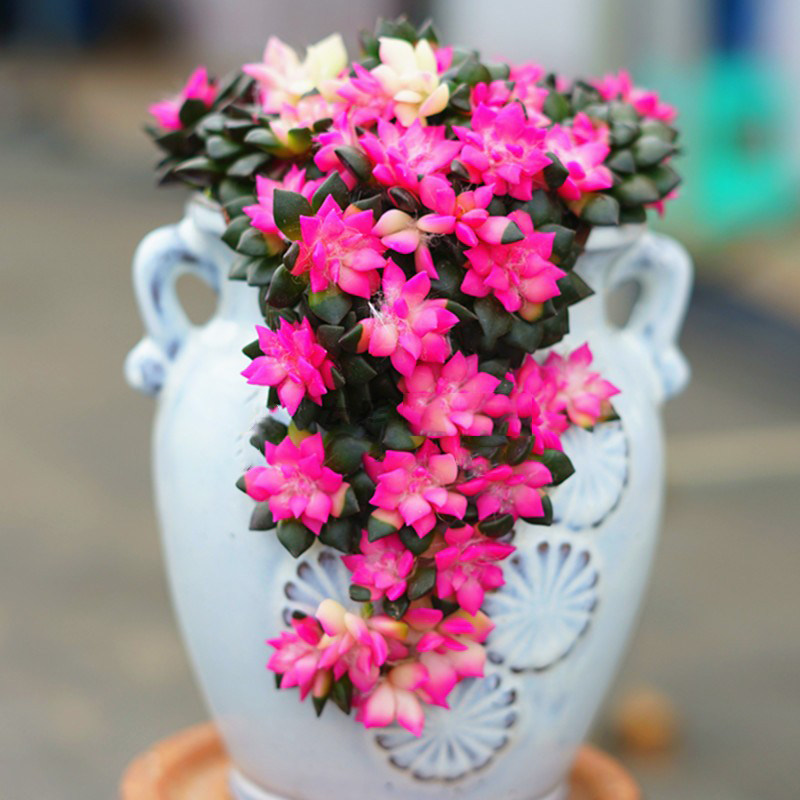 满盆彩色卡日松群室内趣味好养多肉植物办公桌花卉盆栽阳台防辐射