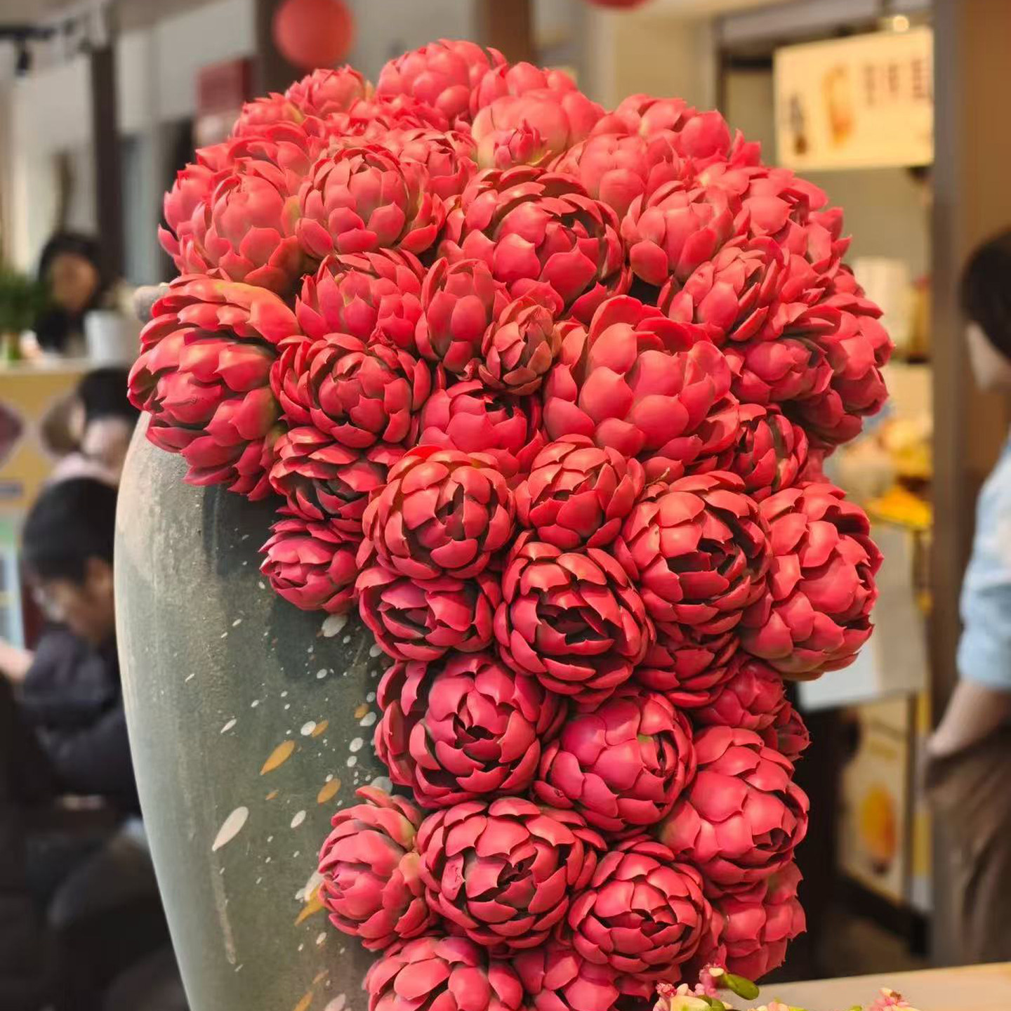 进口稀有香水贝瑞多肉植物盆栽花卉绿植办公室桌面防辐射好养活