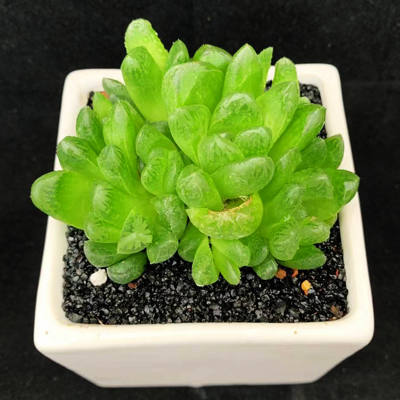 多肉植物【玉露寿】玉露大群生/办公室内绿植萌肉肉/奇趣品种盆栽