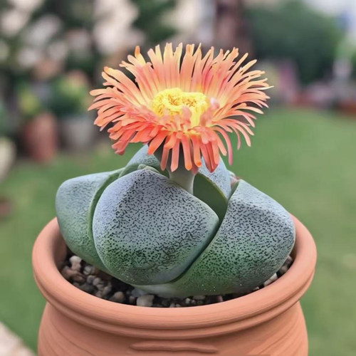 高级开花大元宝多肉植物