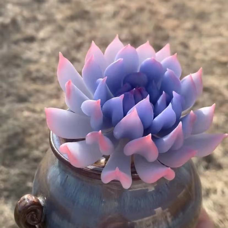 进口罕见肉肉宽叶特玉莲趣味多肉植物办公室内花卉盆栽阳台防辐射