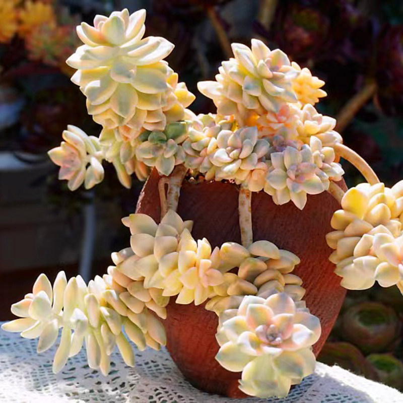 超大盆美杏锦群生悬崖大老桩稀有多肉植物办公室内花卉盆栽阳台防