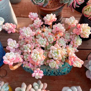 巨大果冻色罗琦老桩稀有办公室有香味多肉植物盆栽花卉阳台防辐射