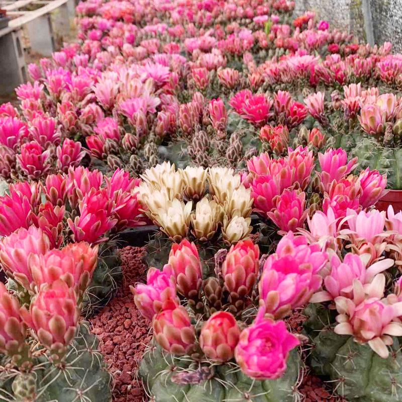 大盆大球无刺仙人球带花苞易养图片