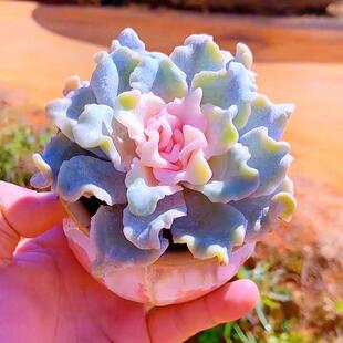 精美粉色饺子皮四季好养活不褪色多肉植物办公室内花卉绿植防辐射