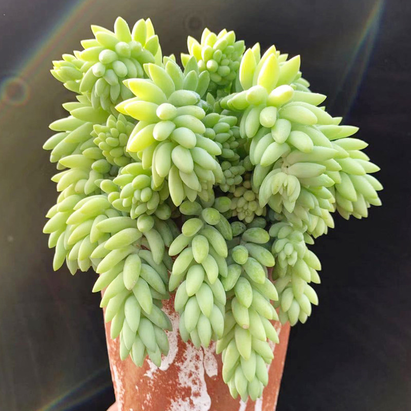 包邮多肉植物象牙莲/超大吊兰型老桩/稀有肉肉窗台盆栽阳台防辐射