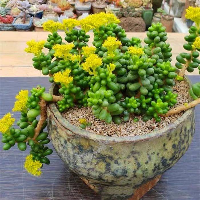 开花多肉植物绿龟之卵/整桩多头老桩/稀有品种室内盆栽阳台防辐射