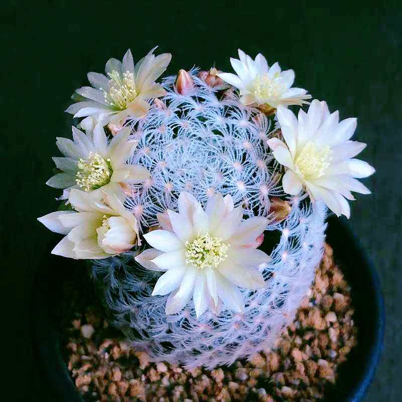 室内开花仙人球杜威丸/实生超多花苞多肉植物盆栽阳台防辐射