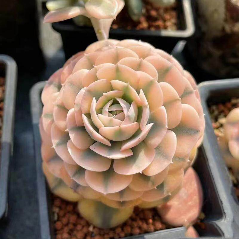 精品贵货鲁氏石莲锦稀有好养多肉植物办公室内花卉盆栽阳台防辐射