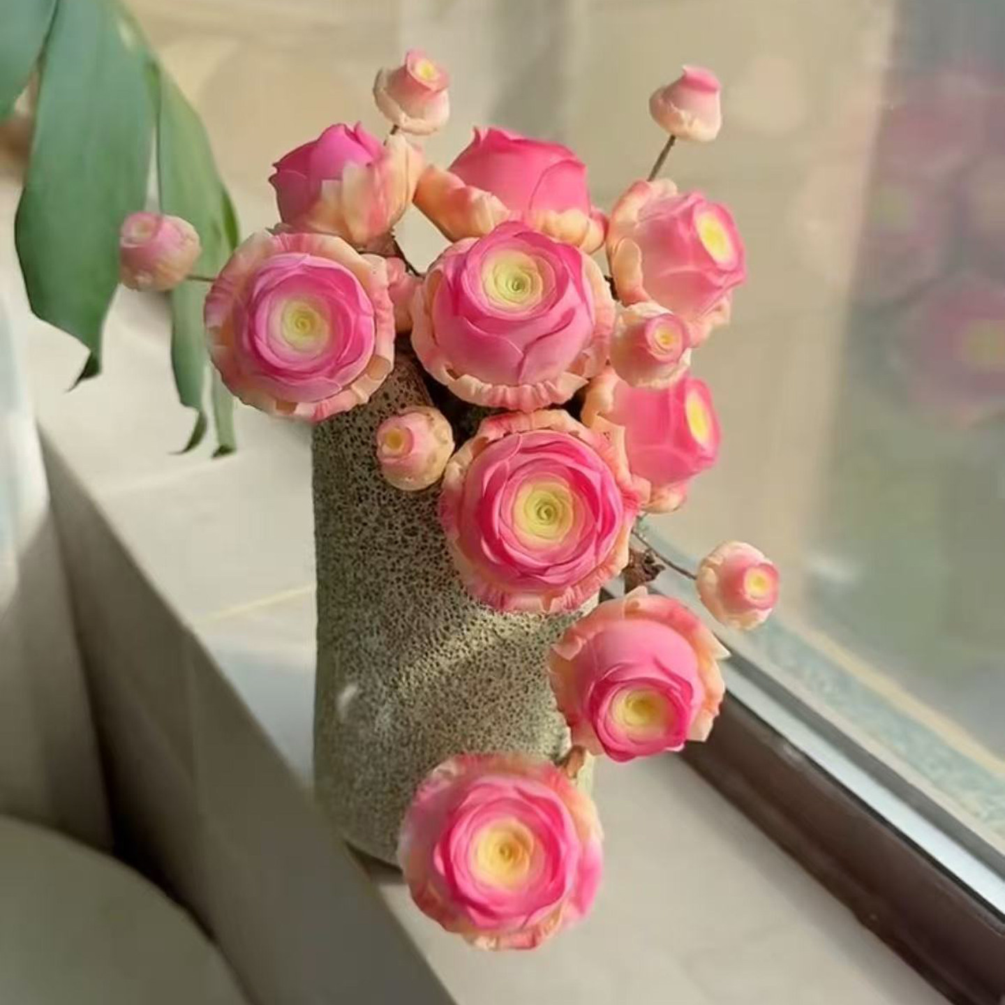 进口夏季好养稀有新品山地玫瑰帕拉梅拉多肉植物办公室内花卉盆栽