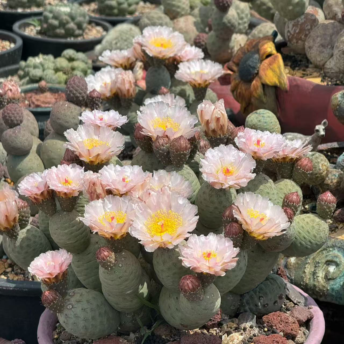 进口粉花习志野仙人球多肉植物盆栽花卉绿植办公室桌面防辐射好养