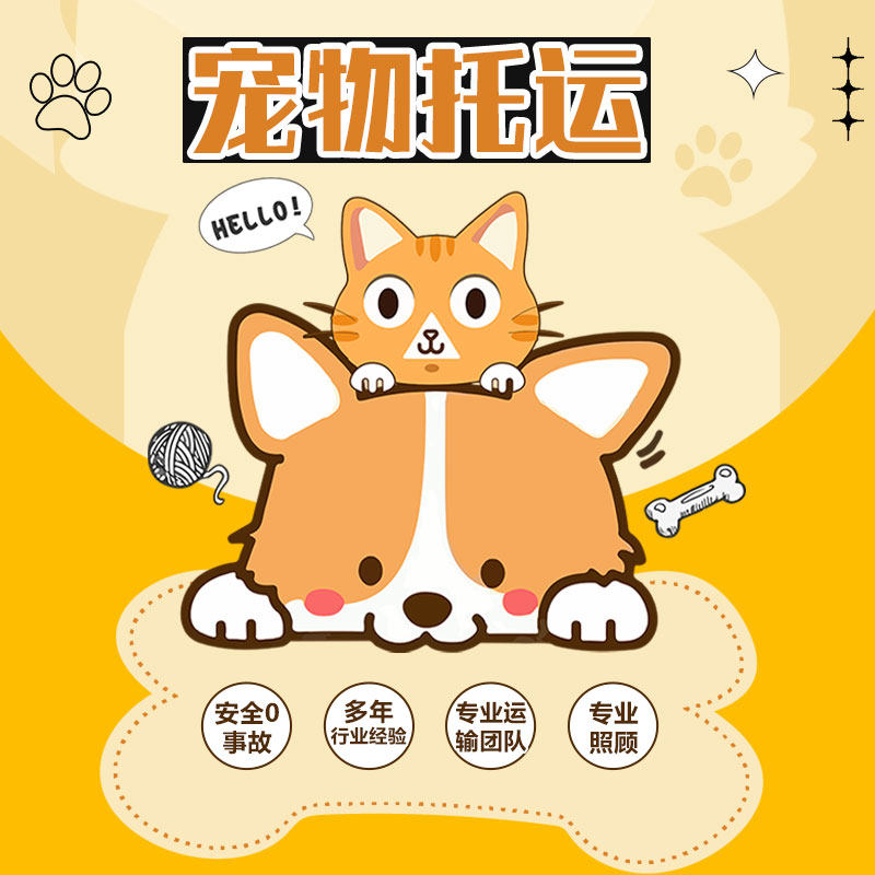 猫狗宠物运输全国宠物托运服务上门接送杭州上海成都广州空调专车