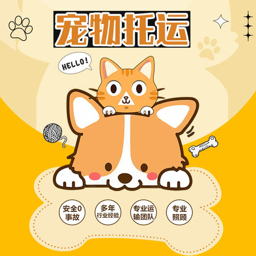 猫狗宠物运输全国宠物托运服务上门接送杭州上海成都广州空调专车