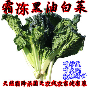 霜冻黑白菜新鲜蔬菜乌白菜黑油白菜泡泡青菜火锅青菜现挖一整箱