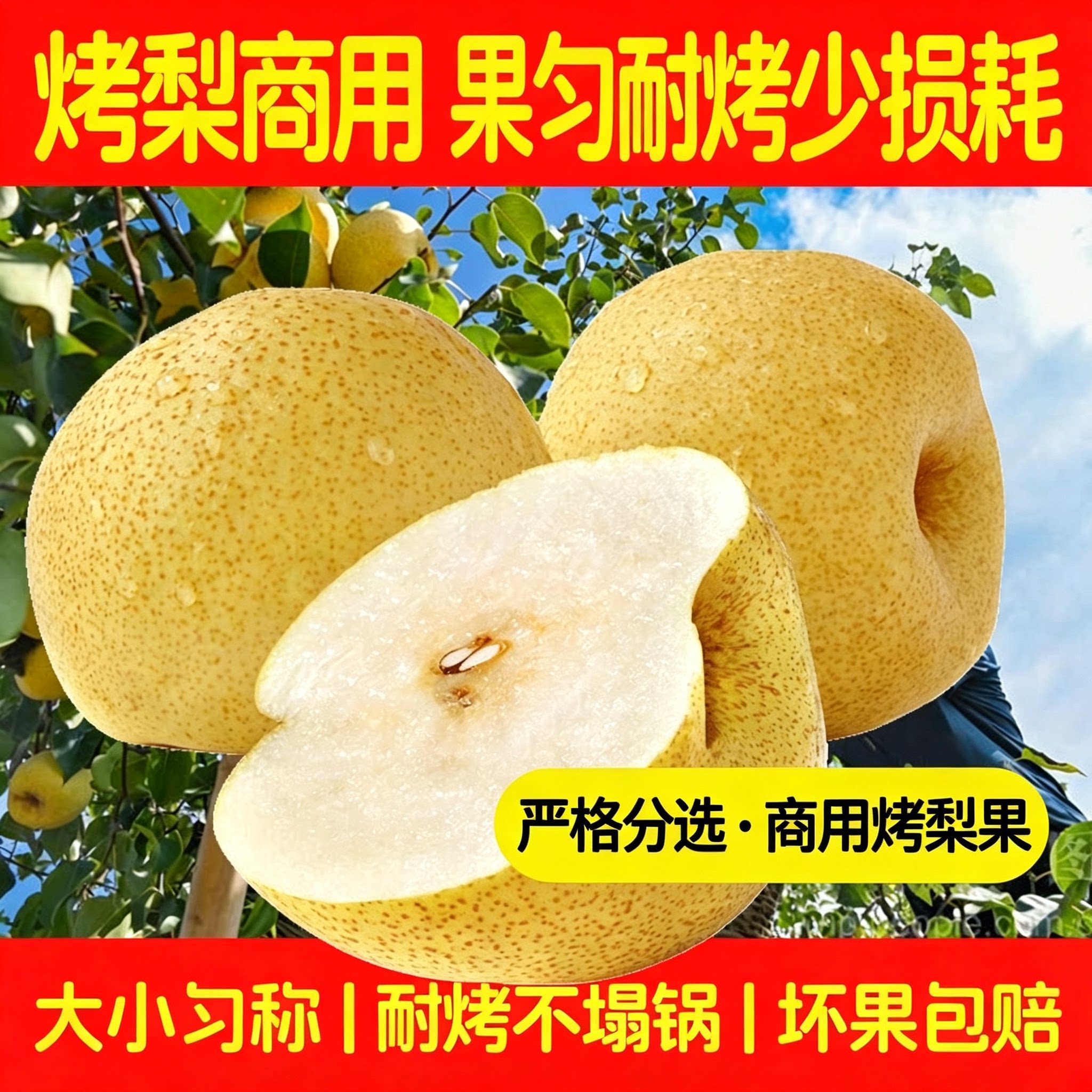 砀山梨烤梨专用酥梨产地直发批发大果 烤梨店商用整箱净重10斤
