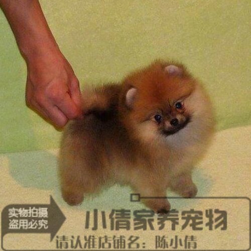黄色博美犬价格 黄色博美犬图片 星期三