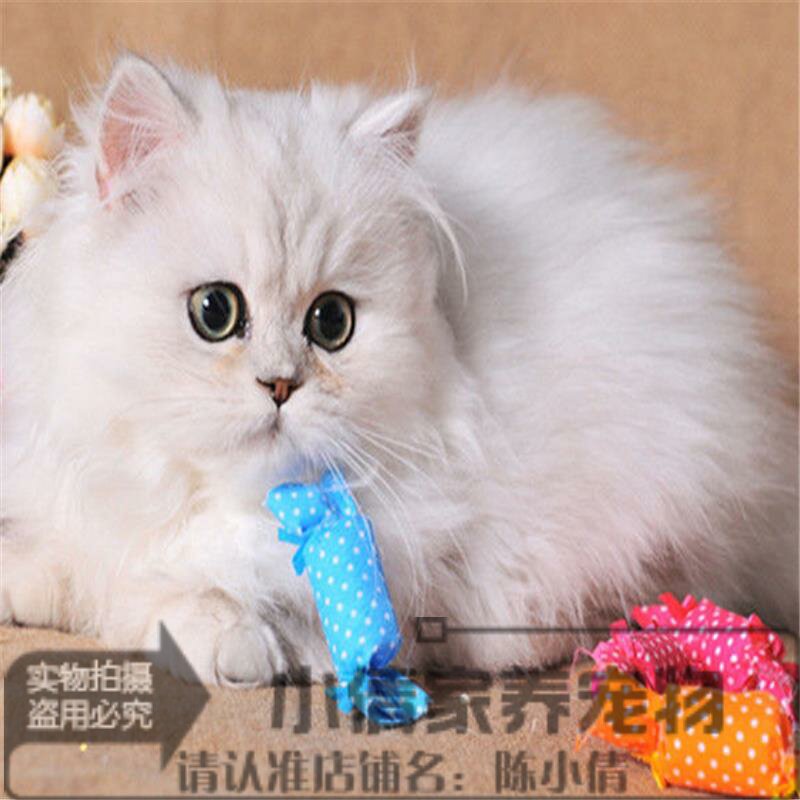 金吉拉猫高地折耳幼猫金吉拉幼猫立耳金吉拉幼猫宠物猫活体y