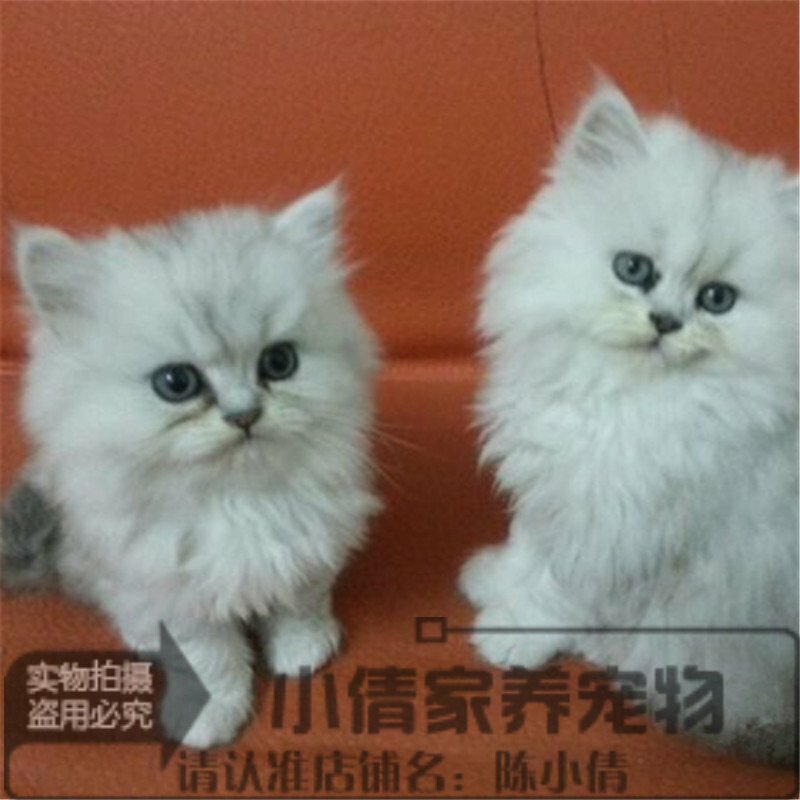 上海出售宠物猫家养金吉拉幼猫活体纯种金吉拉猫幼猫活体猫崽y