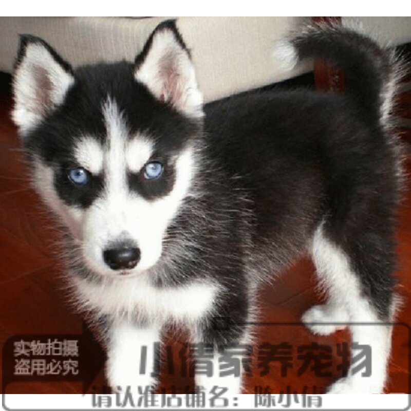 出售哈士奇纯种幼犬活体黑色三把火双蓝眼公母均有毛量多骨量大y