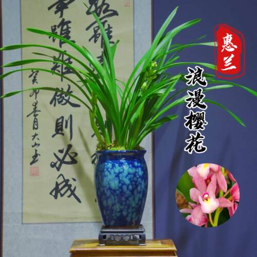 兰花[浪漫樱花] 勤花勤芽带盆种好室内办公室客厅盆景