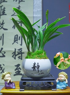 兰花建兰名品[禅月达摩]带紫色陶瓷盆种好适合新手好养易活