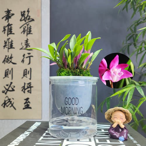 七彩香水石斜兰花四季好养绿植浓香型懒人水培植物净化空气易活