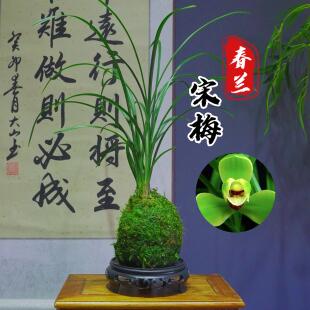 兰花春兰老八种[宋梅]浓香型梅瓣花经典品种苔藓球种好好养易活