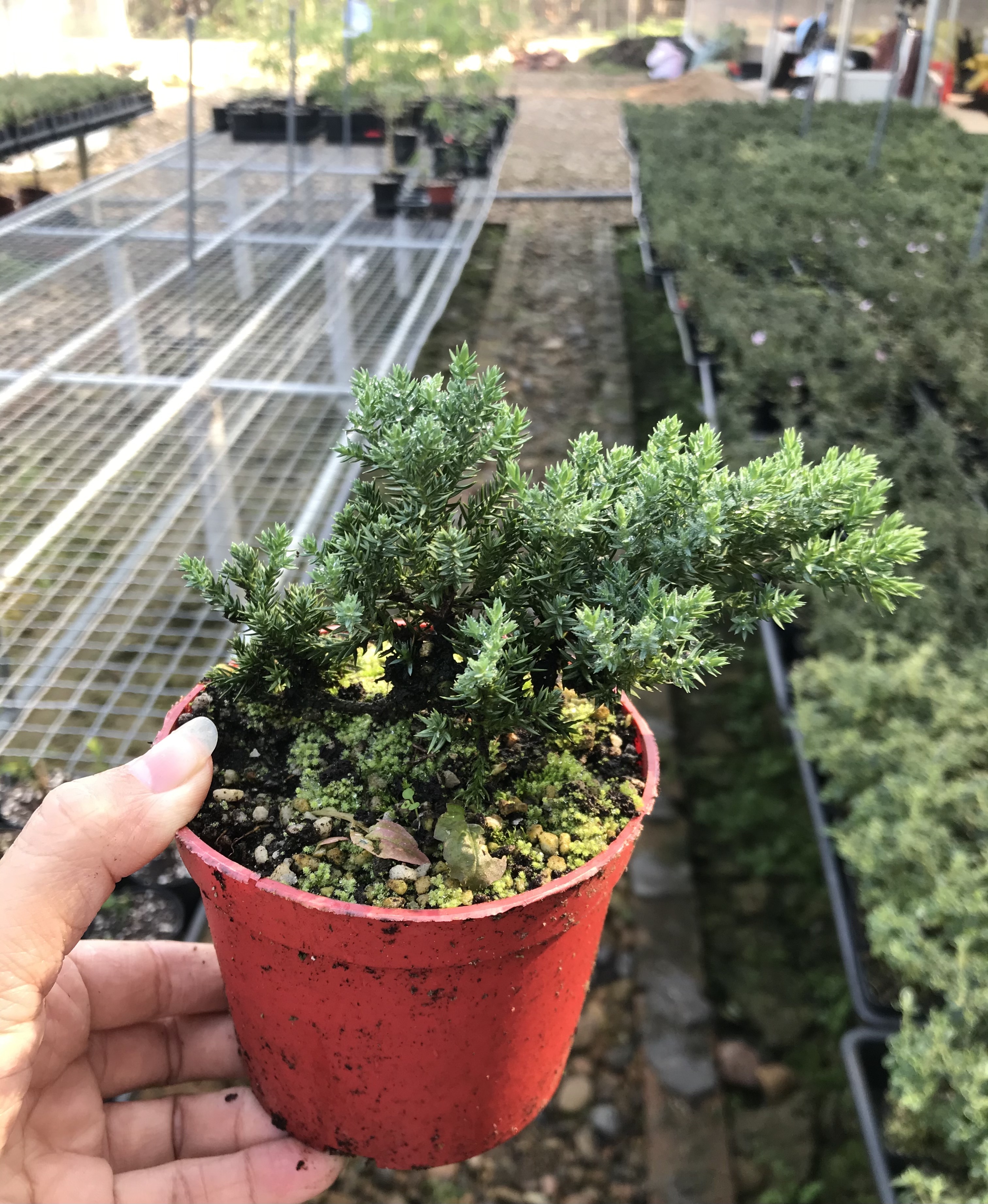 新西兰珍珠柏盆景植物室内迎客松真树绿植盆栽