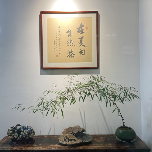 黑竹紫竹室内室外美观好养