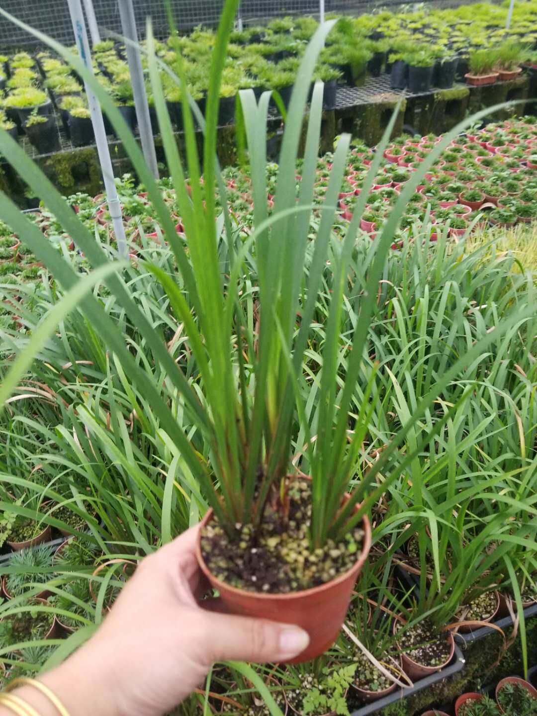 大香苗菖蒲桌面绿植