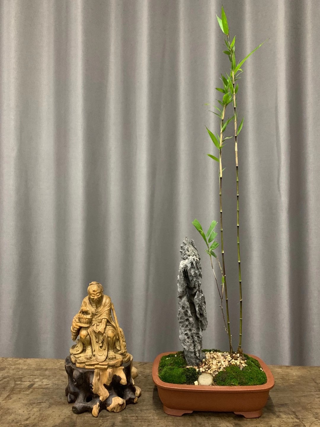 黑竹紫寒竹日本进口紫黑色竹杆室内阳台桌面绿植盆栽观赏稀有竹