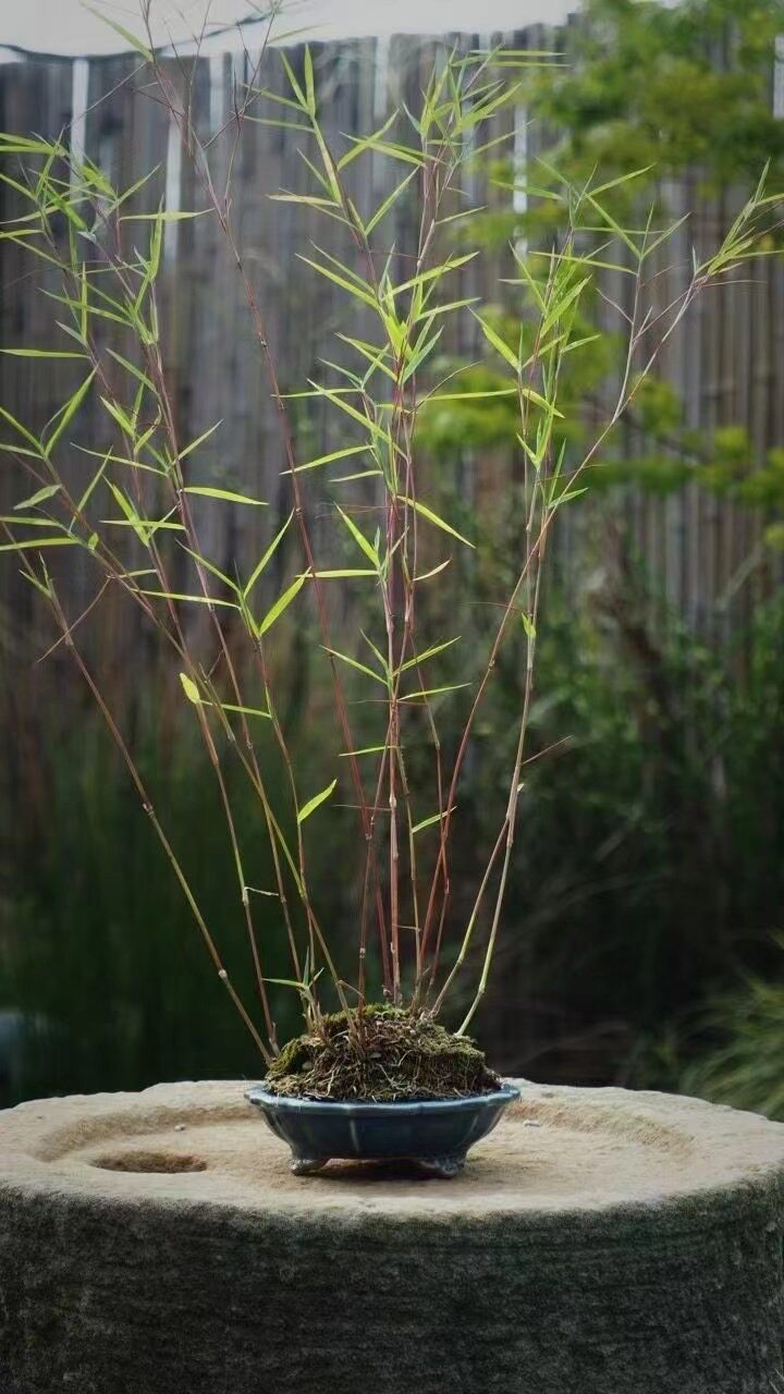 黑轴力竹微型迷你小竹子澳洲风竹斑入风竹