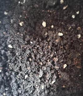 竹子专用土多种营养土搭配植物绿植盆栽用土室内室外