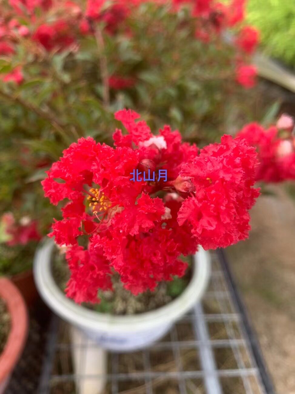 日本姬紫薇红花白花紫红花小老桩掌上微型盆景素材室内包邮