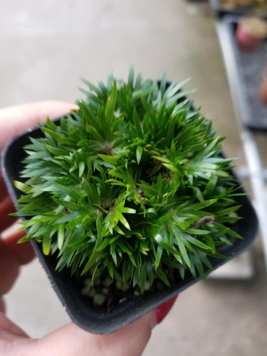 贵船苔小四角塑料盆桌面绿植