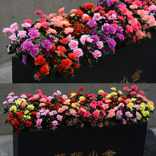 户外小杜鹃假花塑料花花箱花槽栅栏装饰花套装批发室外花坛假花