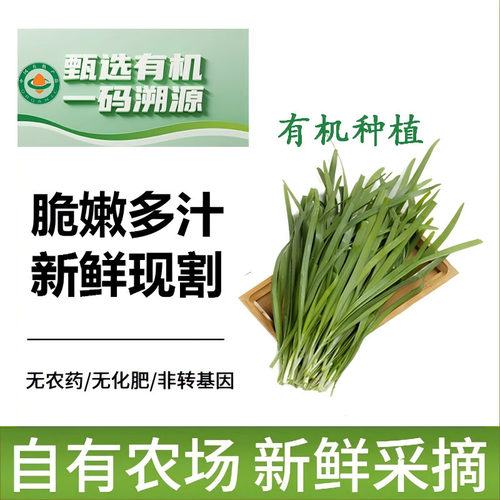 新鲜有机韭菜老品种新鲜现割现发鲜嫩时令素食健康无农残
