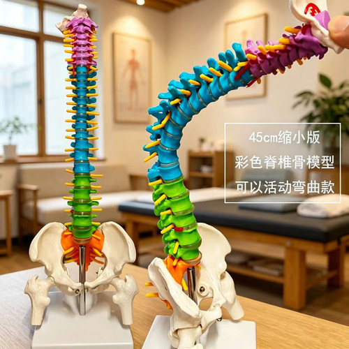 颐诺脊椎骨骨骼模型人体骨骼模型