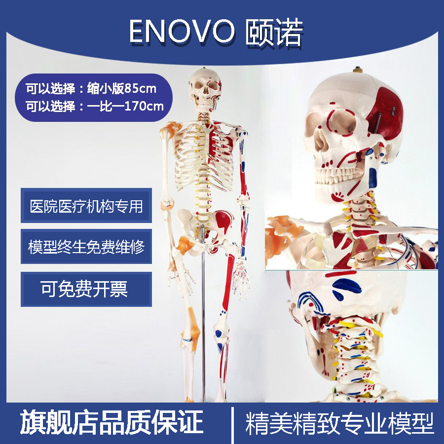 高端醫(yī)學全身人體骨骼模型骨盆瑜伽關節(jié)活動拆卸解剖肌肉結(jié)構(gòu)骨架