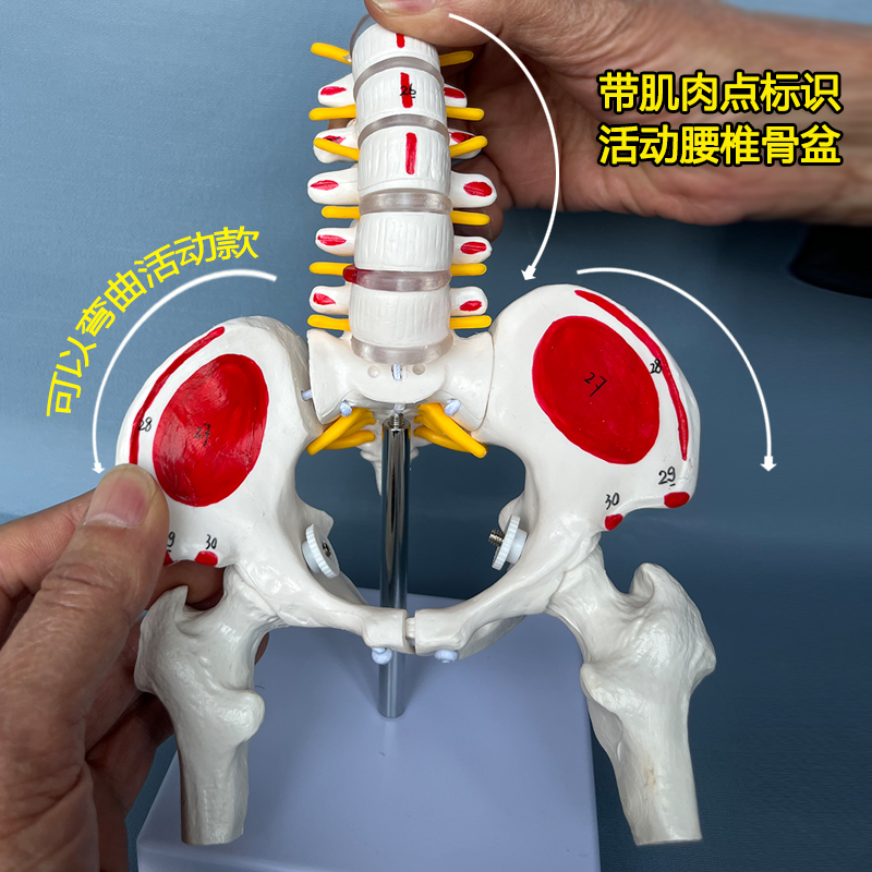 人体女可活动骨盆模型腰椎脊椎产后修复骨盆关节医用活动骨骼骨架 玩具/童车/益智/积木/模型 其他模型玩具 原图主图