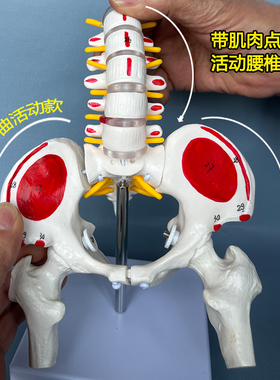 动态腰椎骨盆模型关节可动医用人体活动骨骼产后康复女性骨架模型