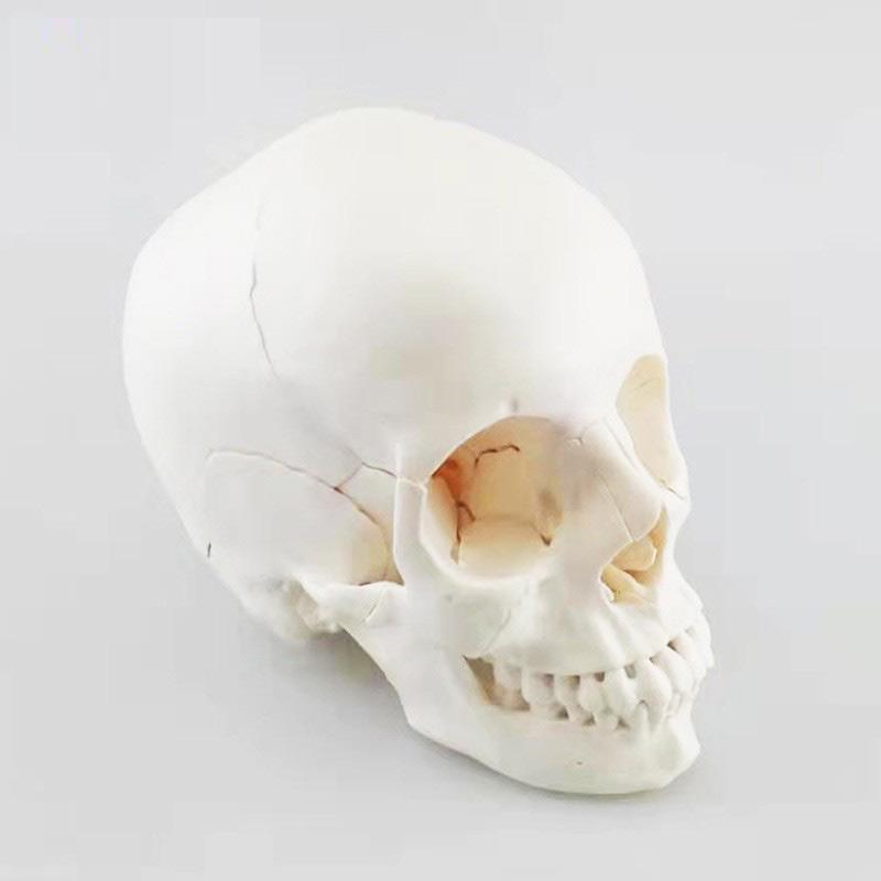 22部件骨色头骨可拆分模型人体骨骼模型教学模型26*17*22CM