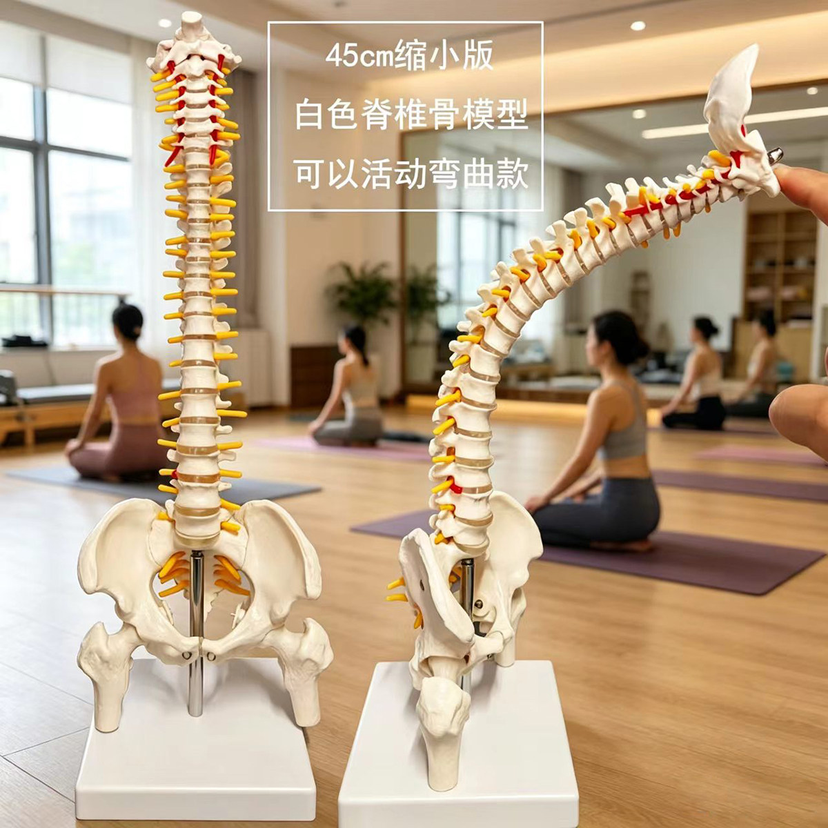 教学脊椎骨架人体骨骼模型