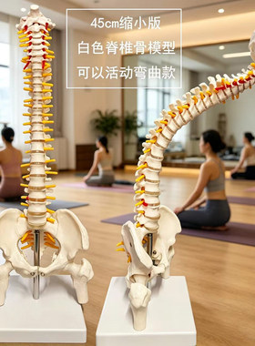 教学脊椎骨架人体骨骼模型