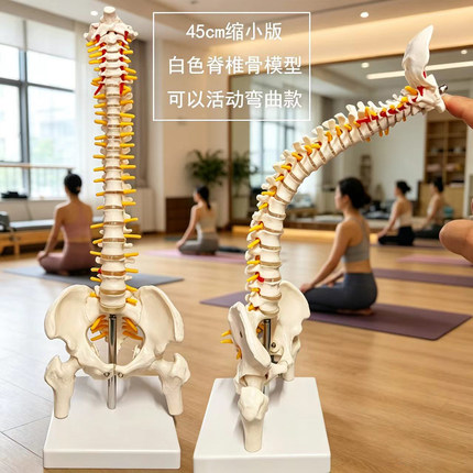 活动弯曲人体脊柱神经脊椎正骨骼教学骨架仿真可以拆卸小白脊椎骨