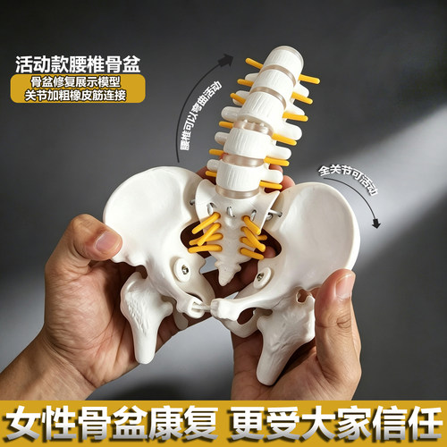 女骨盆模型骨骼解剖人体骨架