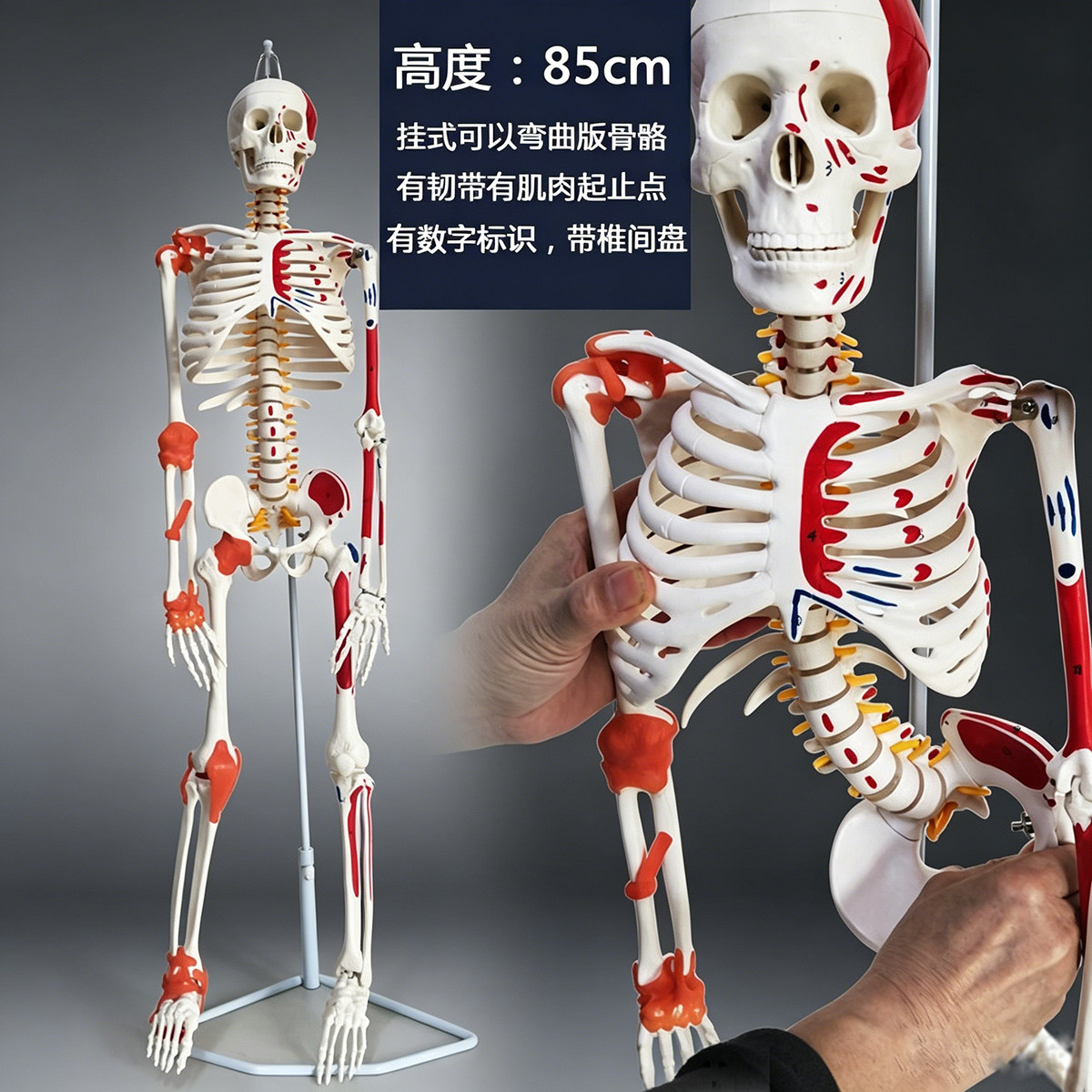 可以拆卸活动人体骨骼骨架模型