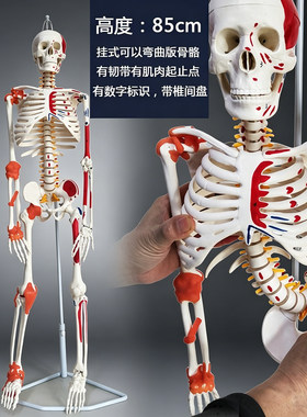 可以拆卸活动人体骨骼骨架模型