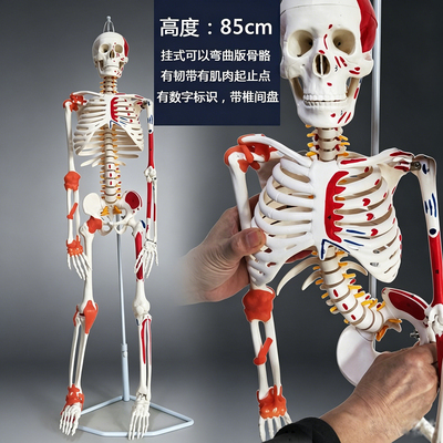 可以拆卸活动人体骨骼骨架模型