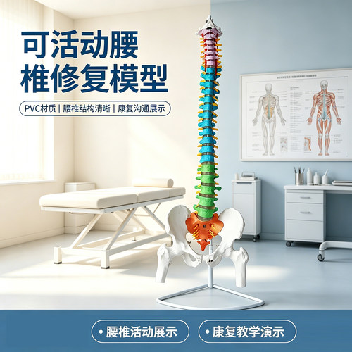 人体骨骼模型脊椎脊椎骨骨架
